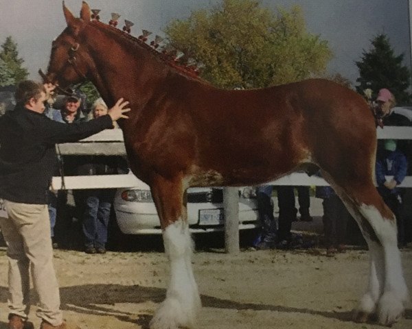 horse Sandy Acres Frank the Tank (Clydesdale, 2012, from Toll-gate Select King)