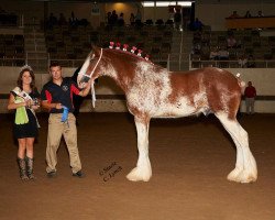 horse Sandy Acres Luck of Irish Finegan (Clydesdale, 2014, from Freedom Royal Venture)