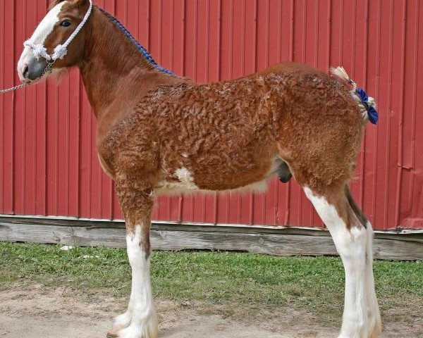 Pferd Sandy Acres Jesse James (Clydesdale, 2017, von Freedom Royal Venture)