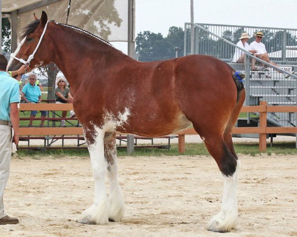 Zuchtstute Sandy Acres Classic Storm (Clydesdale, 2008, von Sky Classic 33215)