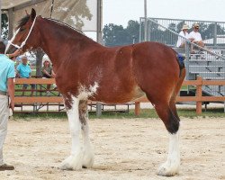 broodmare Sandy Acres Classic Storm (Clydesdale, 2008, from Sky Classic 33215)