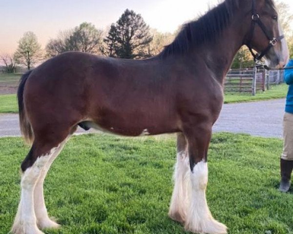 horse Willow Way Triumph (Clydesdale, 2019, from Ozark's Royal View)