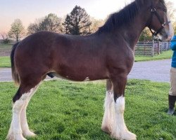 Pferd Willow Way Triumph (Clydesdale, 2019, von Ozark's Royal View)