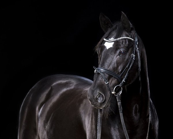 dressage horse Charly 742 (Quarter Horse, 1997)
