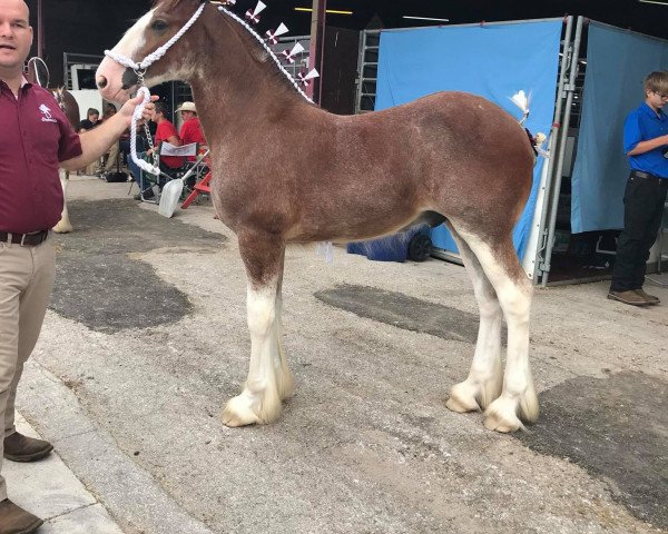 horse SDC Glorious Bold Ruler (Clydesdale, 2018, from Gregglea Azar's Protege)