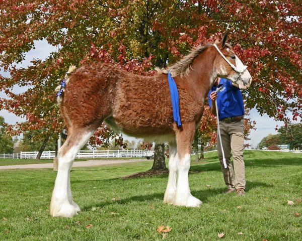 horse SDC Sandy Acres Blazin' Pistol Annie (Clydesdale, 2019, from May's Marquis of Iron Horse (E.T.))