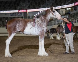 broodmare Sandy Acres Blazin' Dice (Clydesdale, 2015, from Freedom Royal Venture)