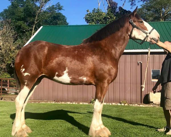 Pferd Sandy Acres B-29 Super Fortress Fifi (Clydesdale, 2015, von Freedom Royal Venture)