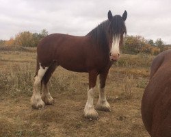 Pferd Sagehill Reba (Clydesdale, 2012, von Willow Way Hal)