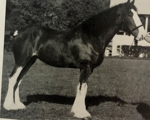 broodmare Sadler's Lynda (Clydesdale, 1985, from Ridgedale Lockinvar)