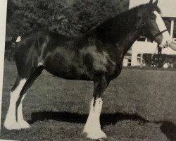 Zuchtstute Sadler's Lynda (Clydesdale, 1985, von Ridgedale Lockinvar)