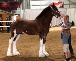 horse Gor-Dey Albert (Clydesdale, 2019, from Cedarlane Bolt)