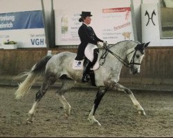 dressage horse Athlet 129 (Hanoverian, 2010, from Avagon)