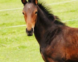 dressage horse Grace Top 6 (Hannoveraner, 2014, from Grey Top)