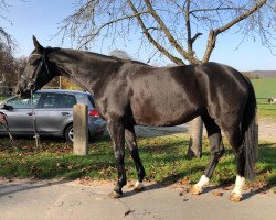 dressage horse Donautanz III (Oldenburg, 2015, from De Niro)