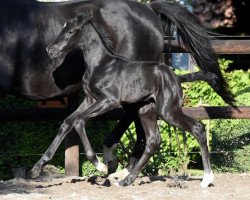 dressage horse Sternchen (Oldenburg, 2020, from Totilas)