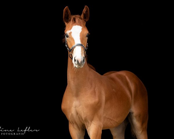 dressage horse Sir Siegfried AS (Hanoverian, 2020, from Sir Donnerhall I)