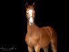 dressage horse Sir Siegfried AS (Hanoverian, 2020, from Sir Donnerhall I)