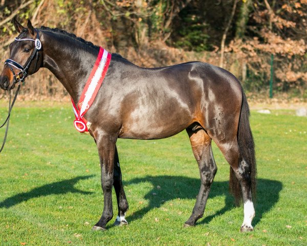 stallion Coeur De Bella Donna (Oldenburg show jumper, 2018, from Cornet Obolensky)