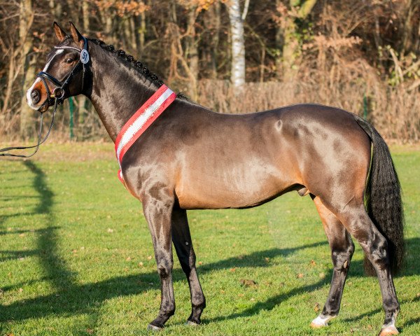 stallion Armstrong (Dutch Warmblood, 2018, from Arezzo VDL)
