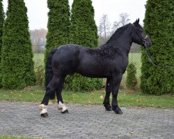 Pferd Mikado (Polnisches Warmblut, 2018)