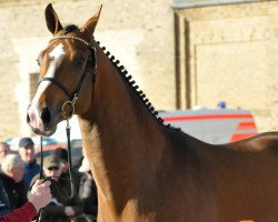 stallion Cascador Air (Holsteiner, 2015, from Cascadello)