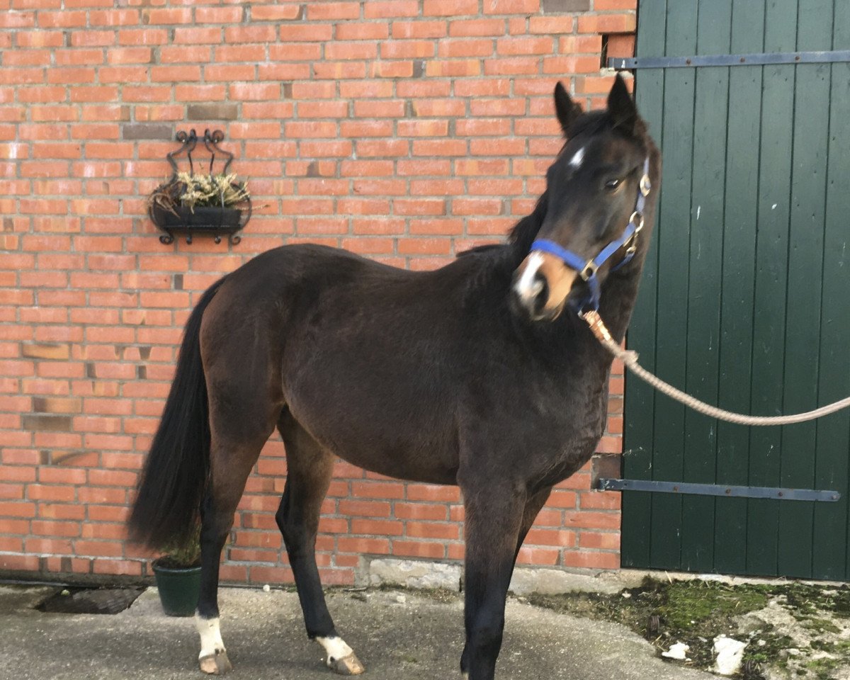 dressage horse Sissy del Sol (Hanoverian, 2018, from Sarotti Mocca-Sahne)