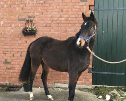 dressage horse Sissy del Sol (Hanoverian, 2018, from Sarotti Mocca-Sahne)