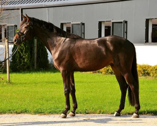 dressage horse Liocorno (Oldenburg, 2017, from Lord Loxley I)