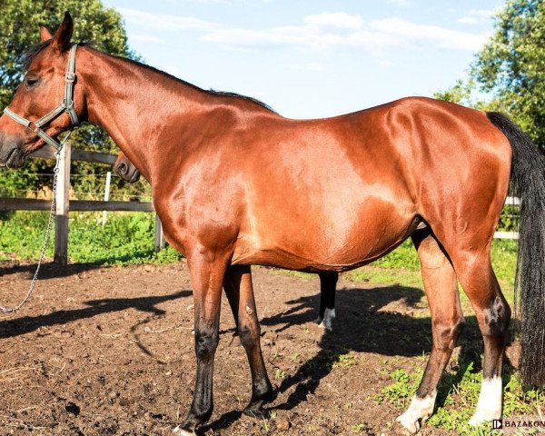 Zuchtstute Bunia (Polnisches Pony,  )