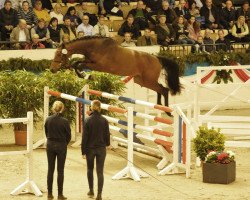 jumper Crosby (Holsteiner, 2015, from Cascadello)