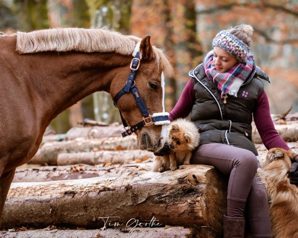 dressage horse Cadilac (German Riding Pony, 2013, from Caramel FH WE)