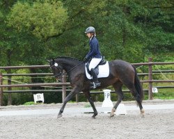 jumper Ria Rhapsody (German Sport Horse, 2016, from Rousseau)