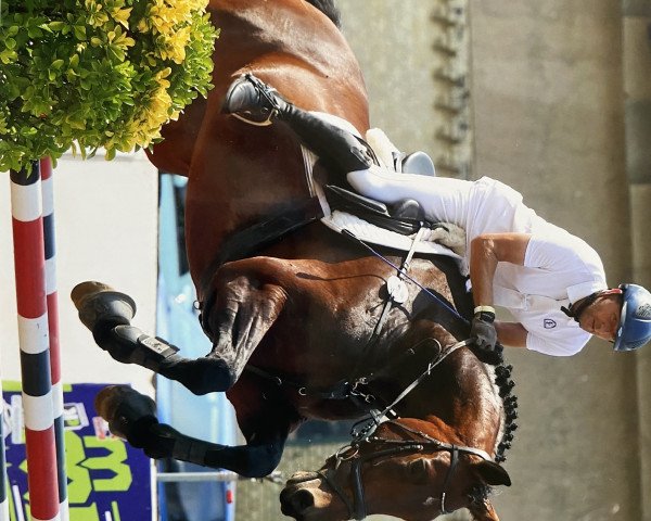 jumper Quizmaid (German Sport Horse, 2012, from Quiz)
