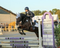 Springpferd Haj Waj Haj (Polnisches Warmblut, 2004, von Adrian)