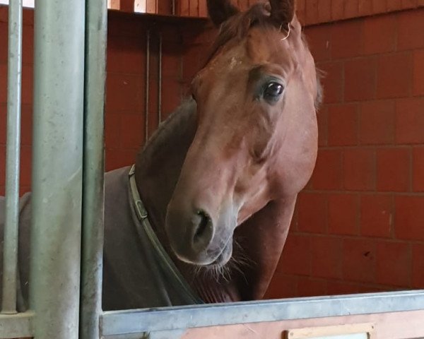 dressage horse Hengst von Fiderdance / Rohdiamant (Oldenburg, 2014, from Fiderdance)