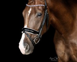 dressage horse Bella Rose (Oldenburg, 2016, from Desperado)