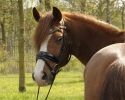 dressage horse Komet 298 (German Riding Pony, 2012, from King Bjuti)