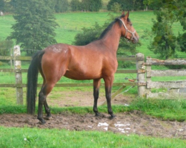 Zuchtstute Uva Negra du Theil (Selle Français, 2008, von Quick Star)