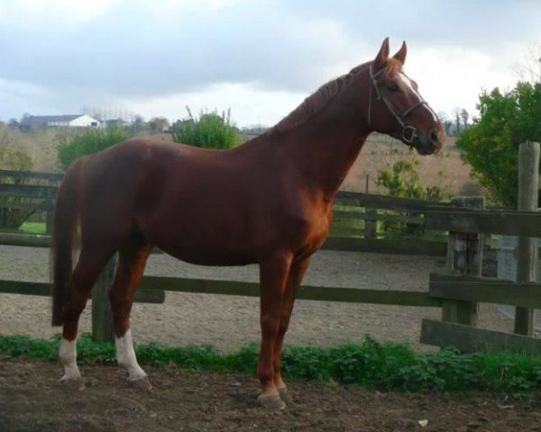 Springpferd Pommeau du Theil (Selle Français, 2003, von Quidam de Revel)