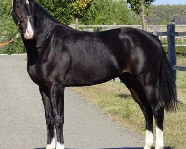 Deckhengst Nicelooking Nick KM (KWPN (Niederländisches Warmblut), 2018, von Glock's Toto Jr.)