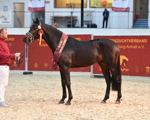 stallion Akando (German Sport Horse, 2018, from Askari)