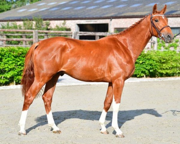 stallion Diamant de Zelande Z (Zangersheide riding horse, 2018, from Diamant de Semilly)