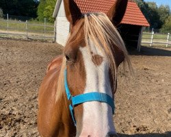 Zuchtstute Toffifee (Deutsches Reitpony, 2009, von Top Anthony II)