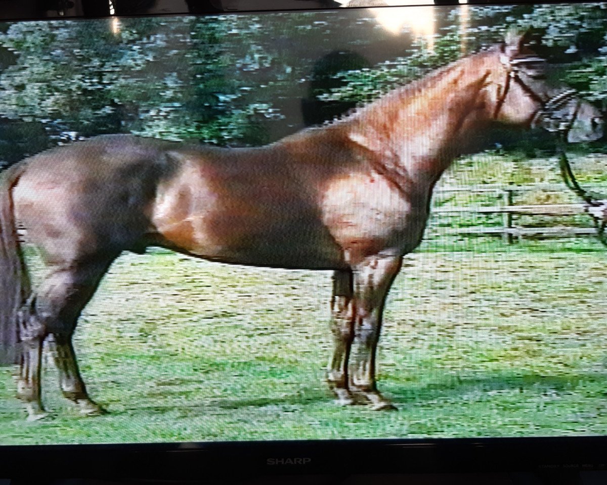 stallion Rivero xx (Thoroughbred, 1992, from Surumu xx)