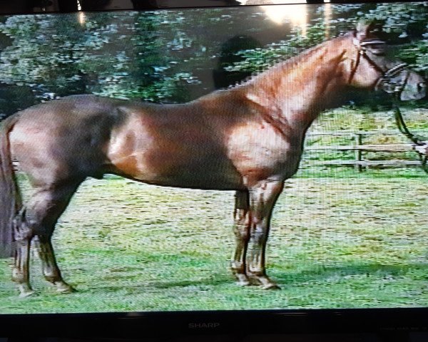 stallion Rivero xx (Thoroughbred, 1992, from Surumu xx)