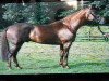 stallion Rivero xx (Thoroughbred, 1992, from Surumu xx)