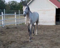 jumper Casanova x Chacco Blue (Oldenburg, 2017, from L.b. Casanova)