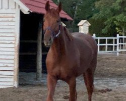 Springpferd Casanova x Chacco Blue (Oldenburger, 2016, von L.b. Casanova)