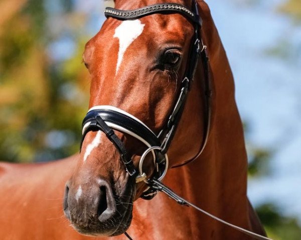 dressage horse Florus (Hanoverian, 2016, from Fuechtels Floriscount OLD)